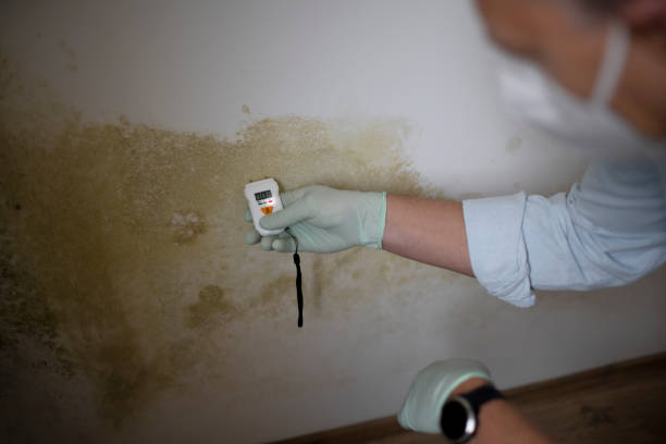 Best Basement Mold Remediation in Windsor, CA