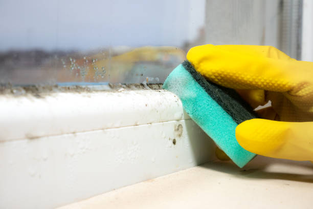 Best Attic Mold Remediation in Windsor, CA