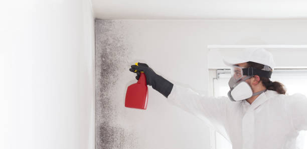 Best Residential Mold Remediation in Windsor, CA
