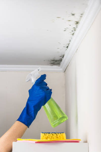 Best Bathroom Mold Remediation in Windsor, CA
